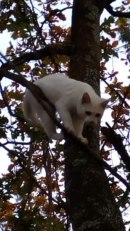 Nao_me_canso_disto_gato_companheiro5.jpg