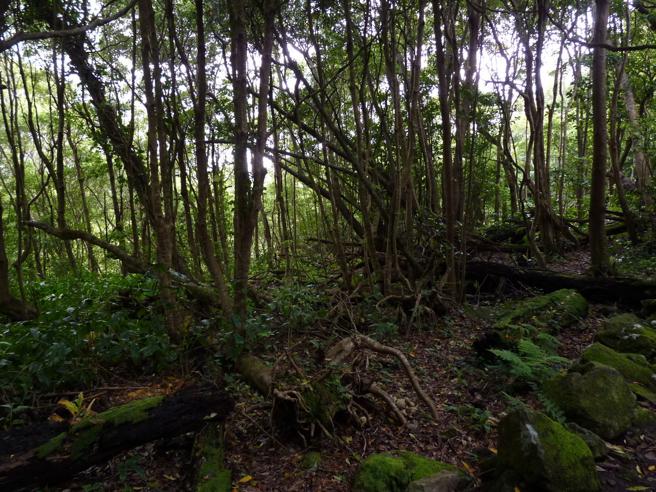 Percurso até ao Poço da Ribeira do Ferreiro - Il Percurso até ao Poço da Ribeira do Ferreiro - Il
