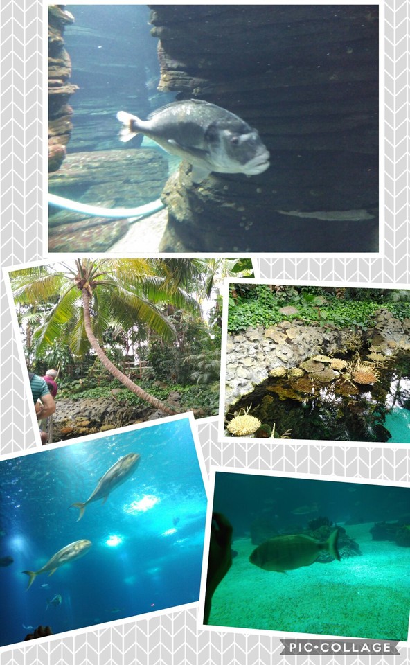 Collage 2017-08-31 23_05_50.jpg