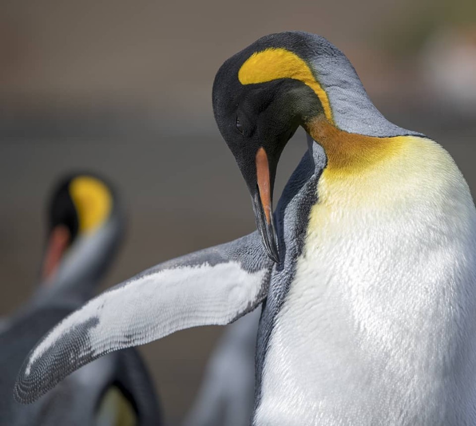 pinguim.jpg