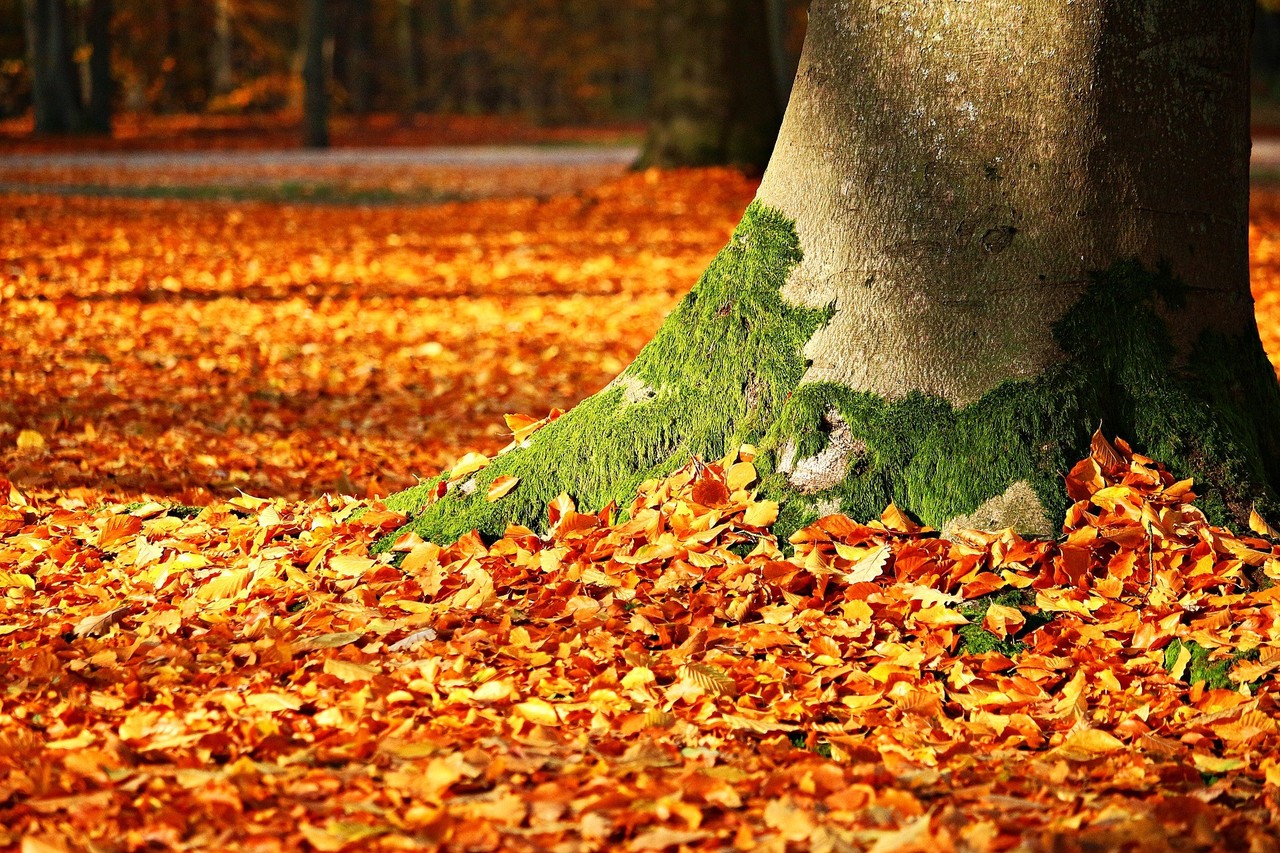 fall-foliage-1913485_1920.jpg