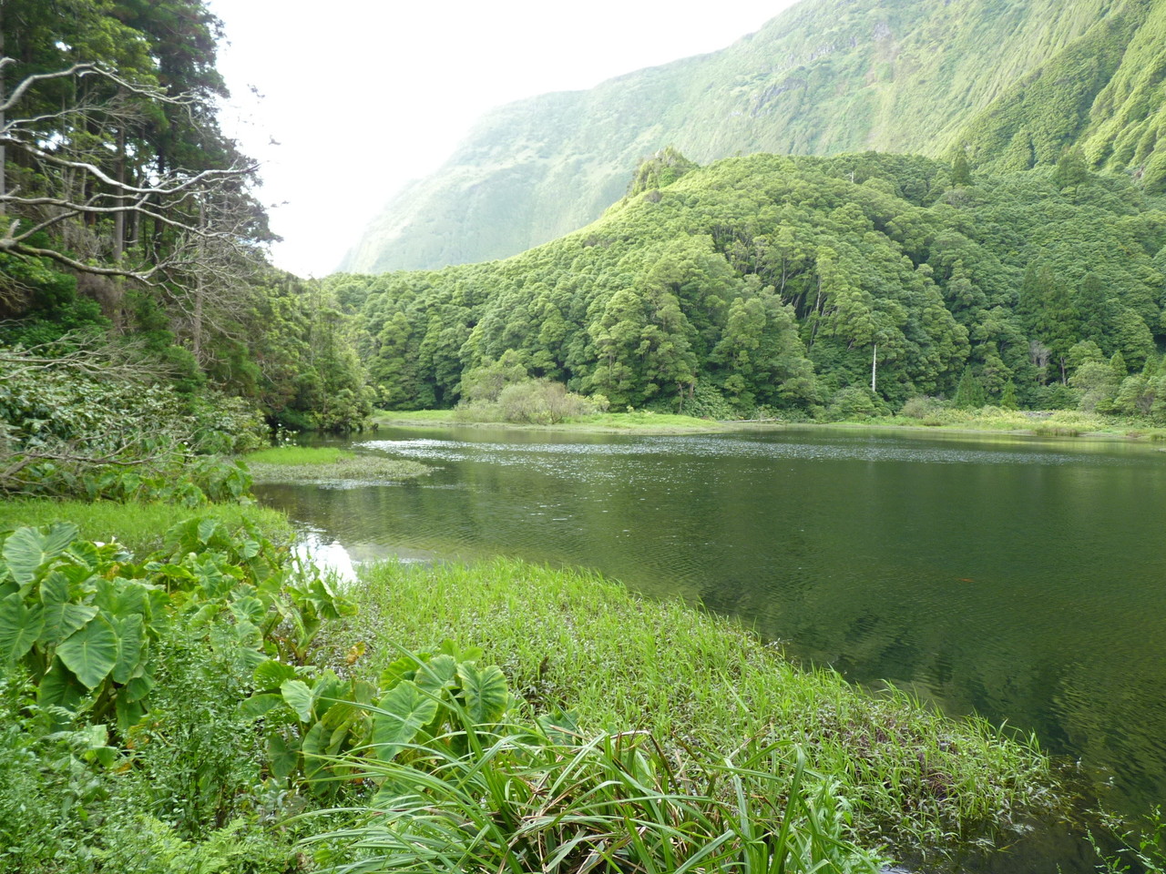 Poço da Ribeira do Ferreiro - Ilha das Flores - A Poço da Ribeira do Ferreiro - Ilha das Flores - A