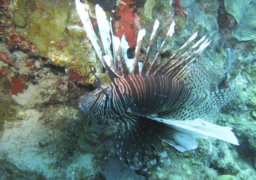 tropical-fish.jpg
