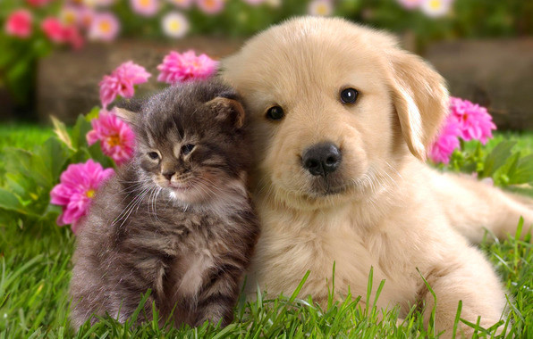 animais de estimação.jpg animais de estimação.jpg