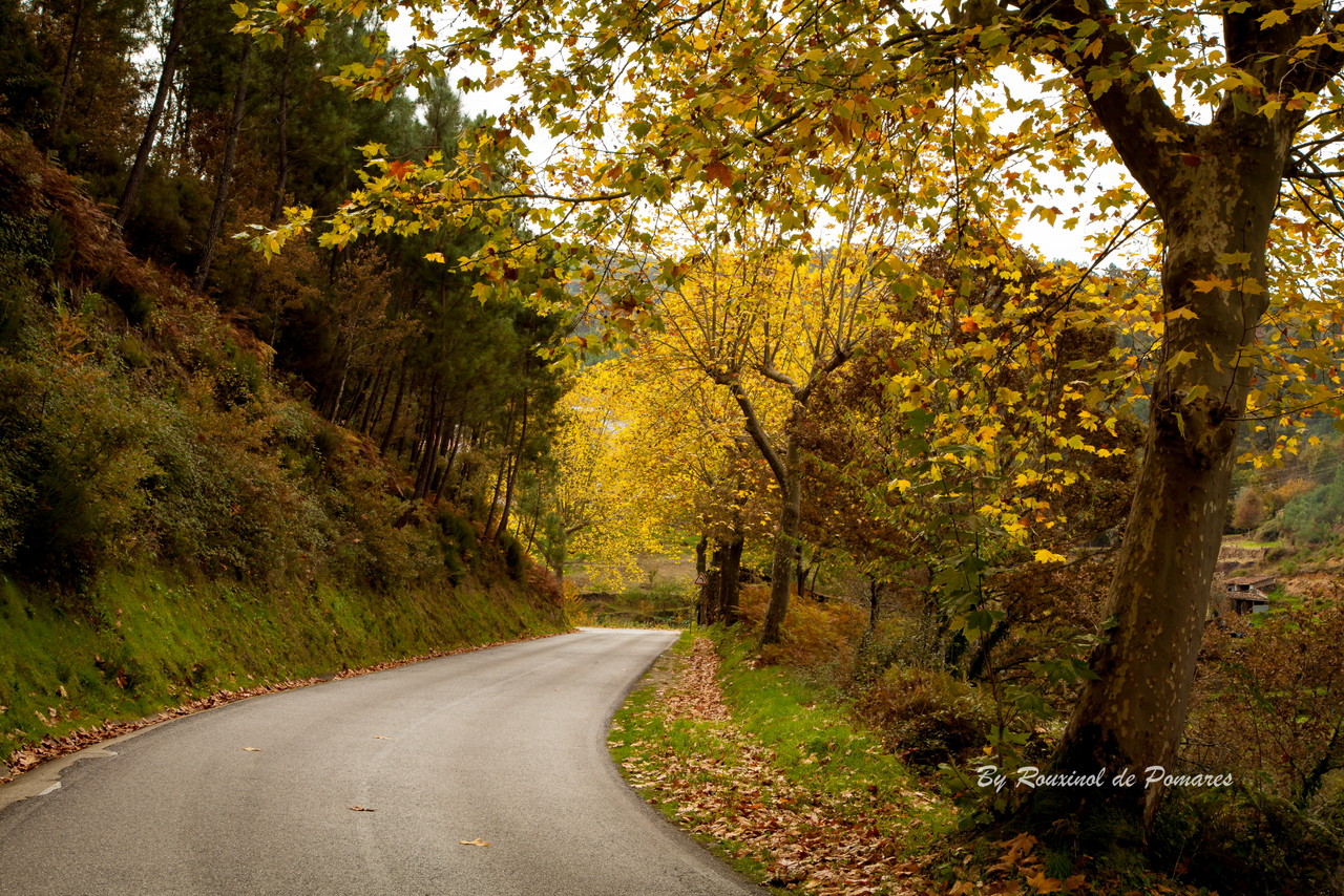 Outono em Pomares (10).JPG