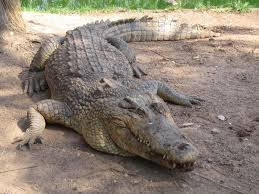 crocodilo.jpe