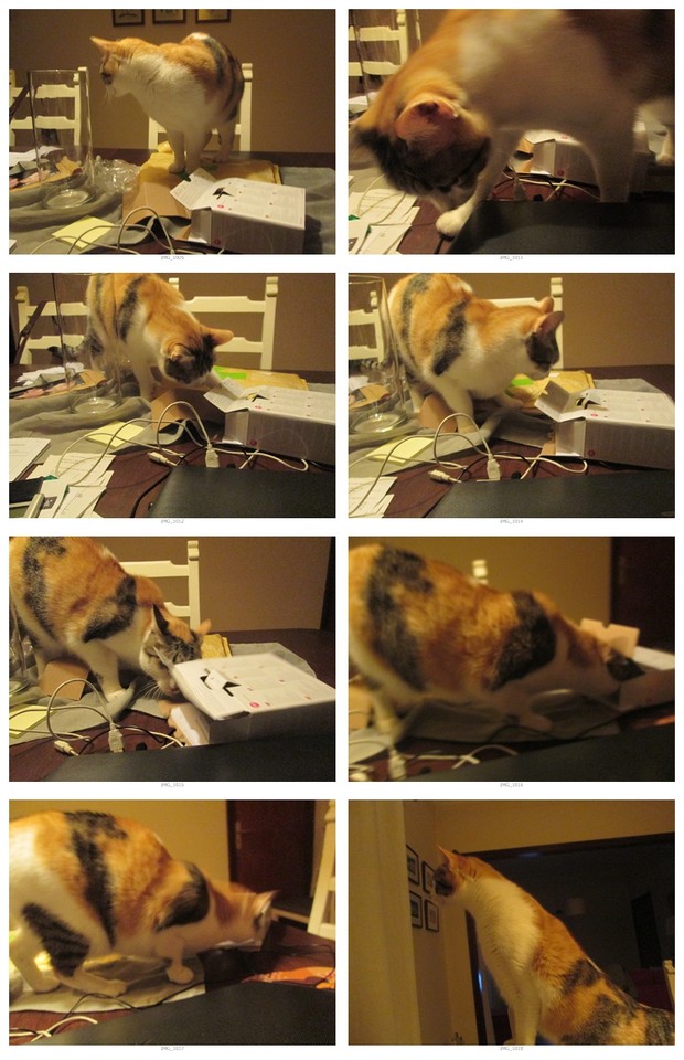 cats.jpg