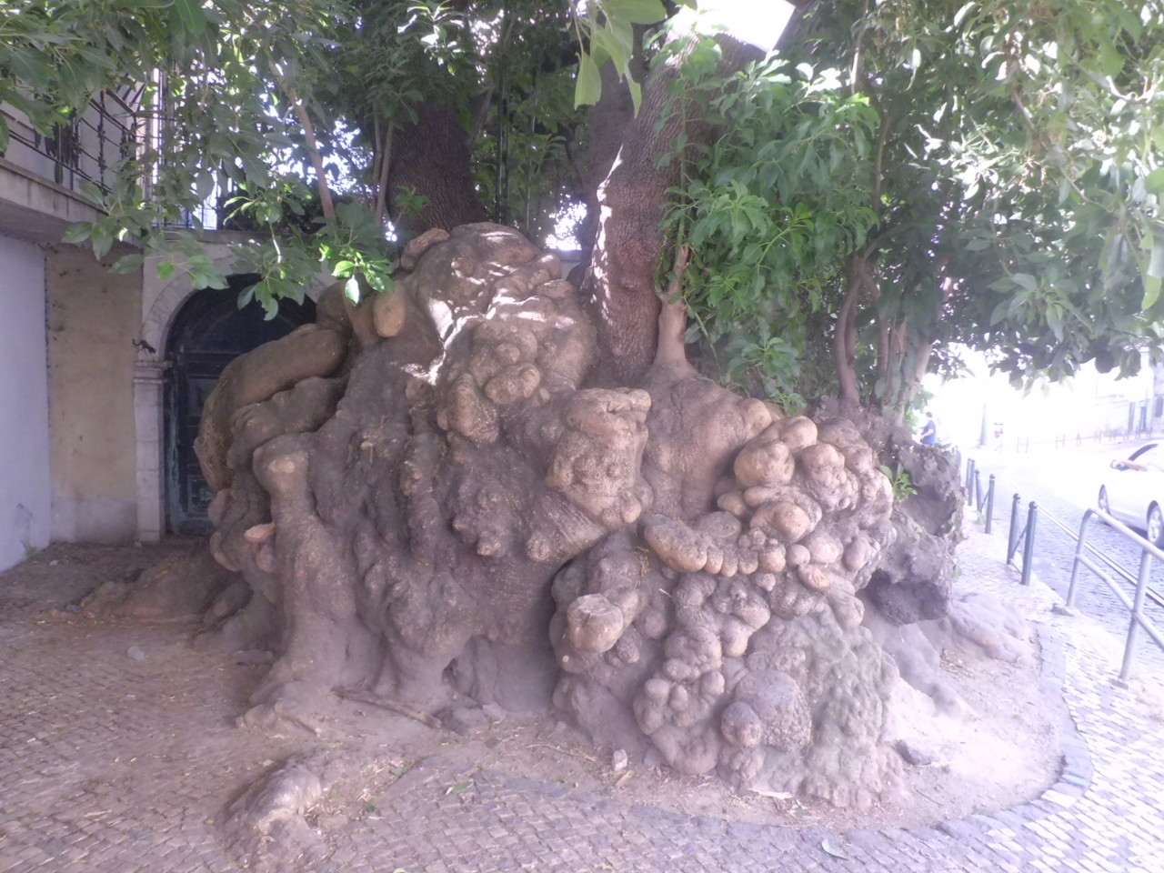 árvore.JPG