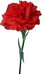 images (9)CRAVO VERMELHO PINTEREST.jpg