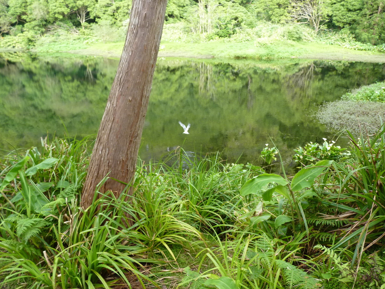 Garajau - Poço da Ribeira do Ferreiro - Ilha das Garajau - Poço da Ribeira do Ferreiro - Ilha das