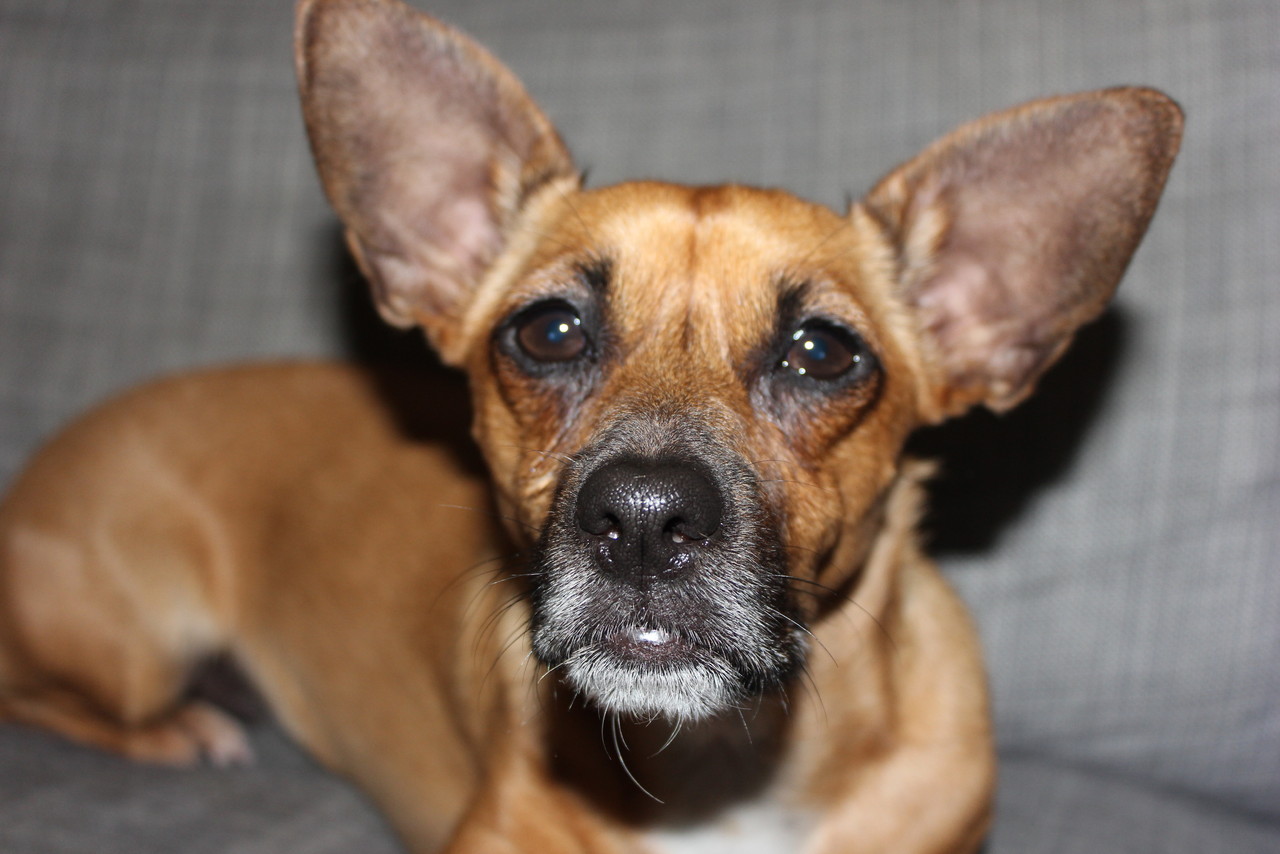 cão de guarda.JPG