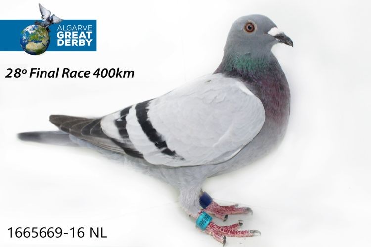 NL-1665669.jpg