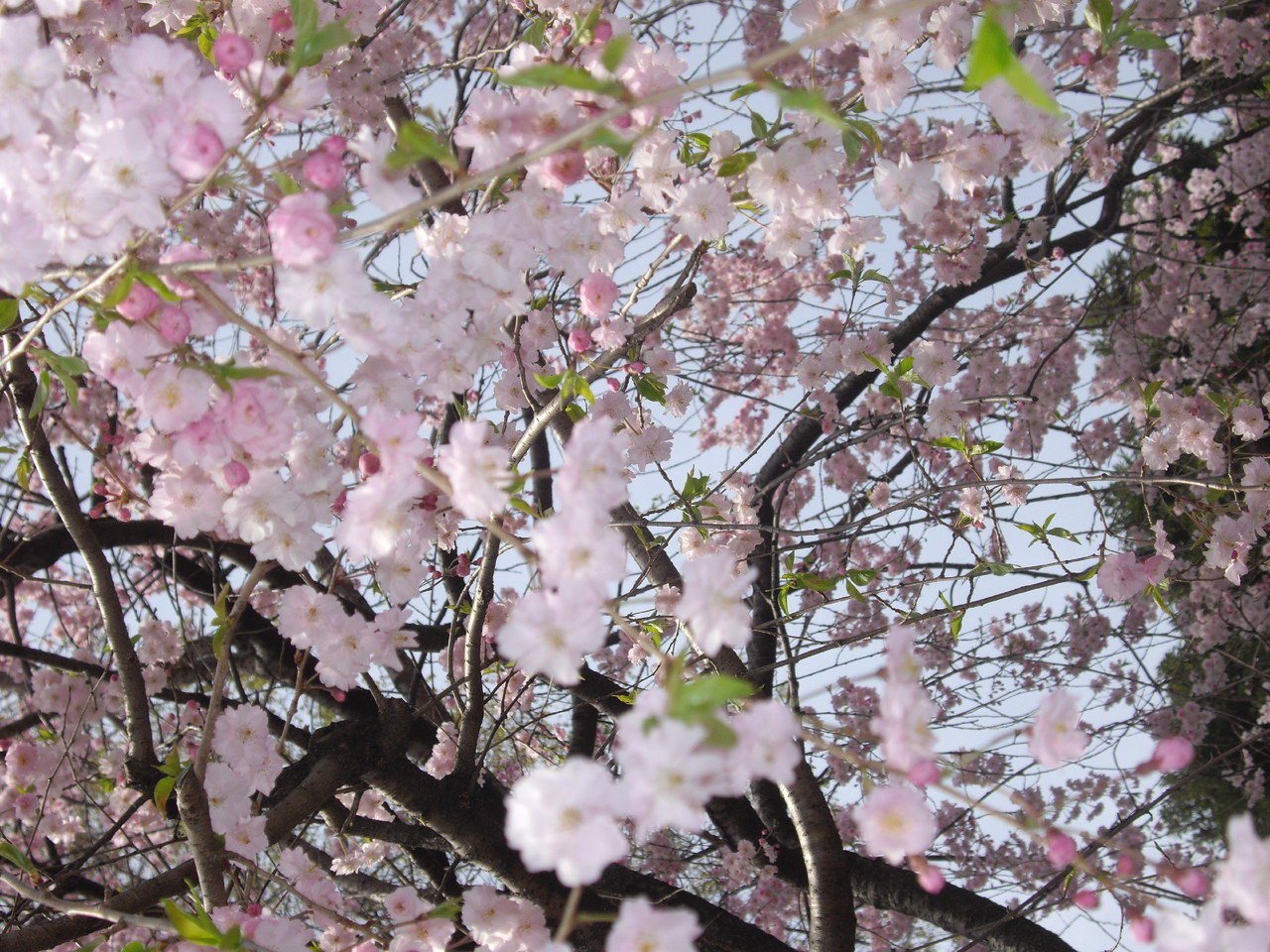 IMGP2443.JPG