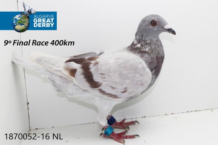 NL-1870052.jpg