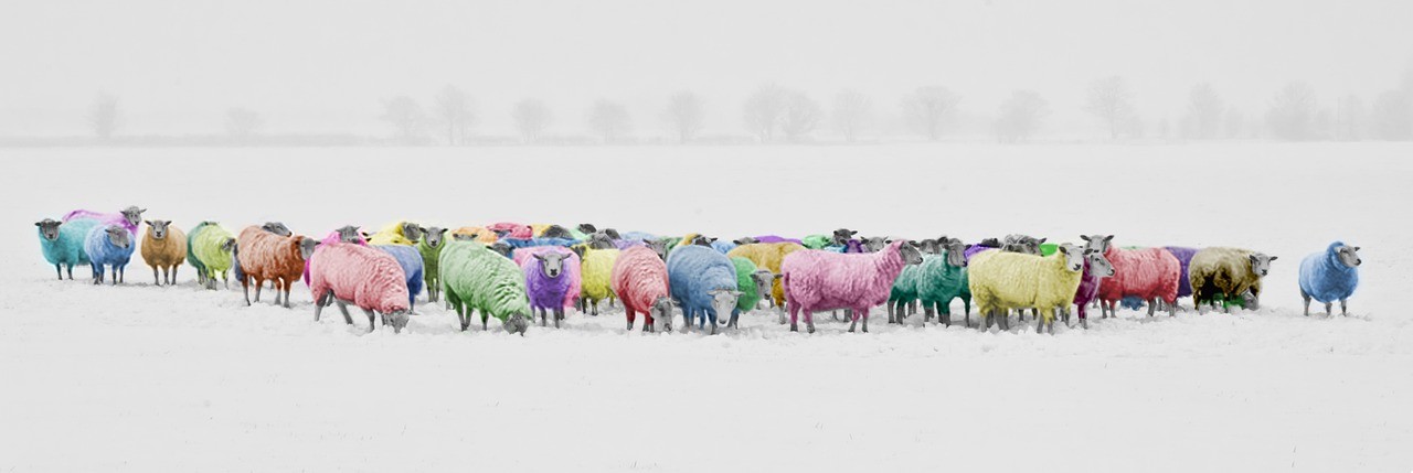 sheep-1476781_1280.jpg
