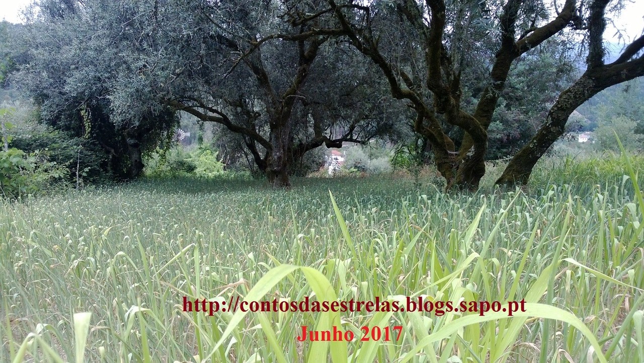 oliveirasemilho.jpg