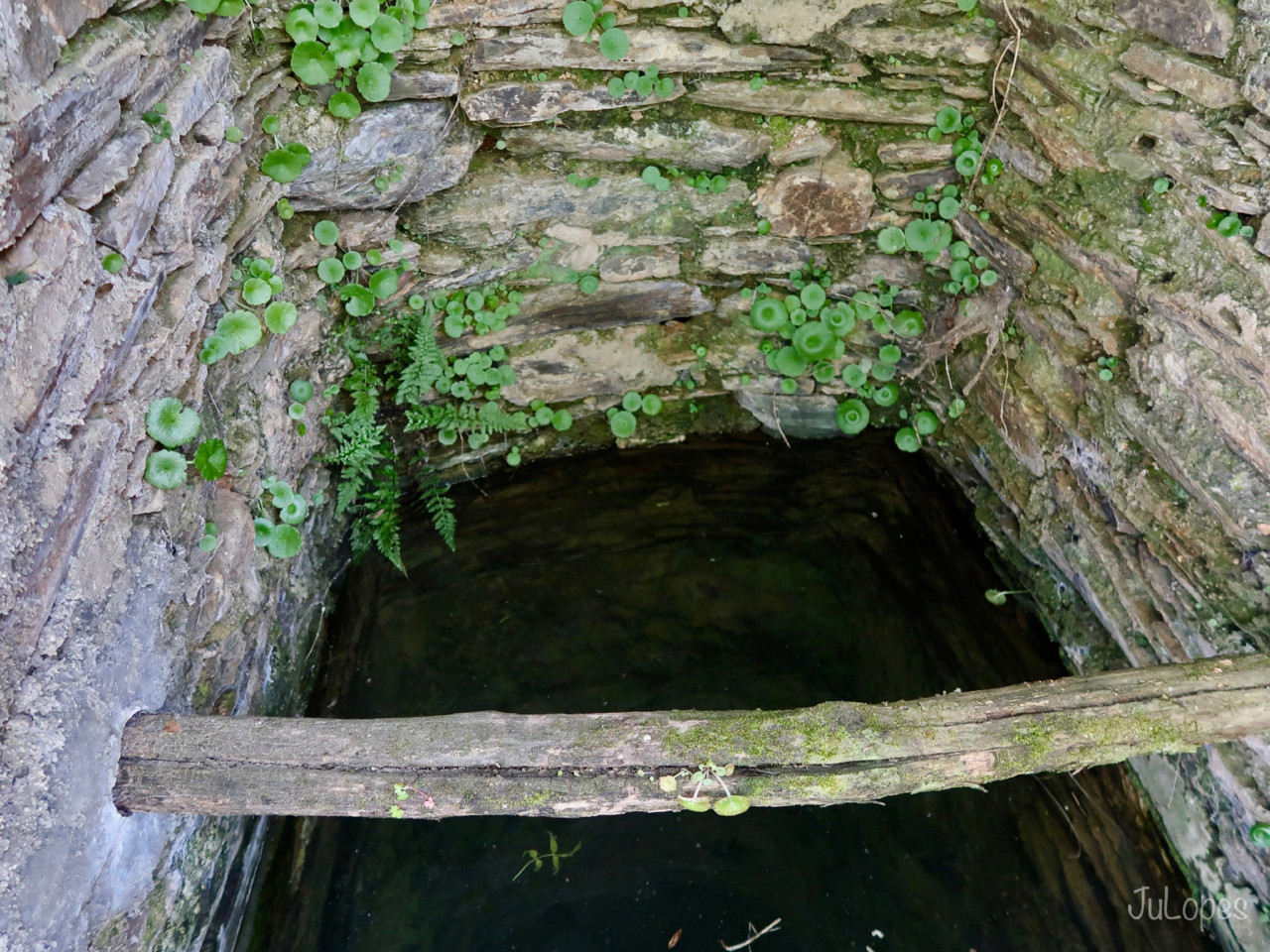 IMG_1224.jpg