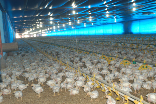 Aviário climatizado para manter negócio, in A Vindima