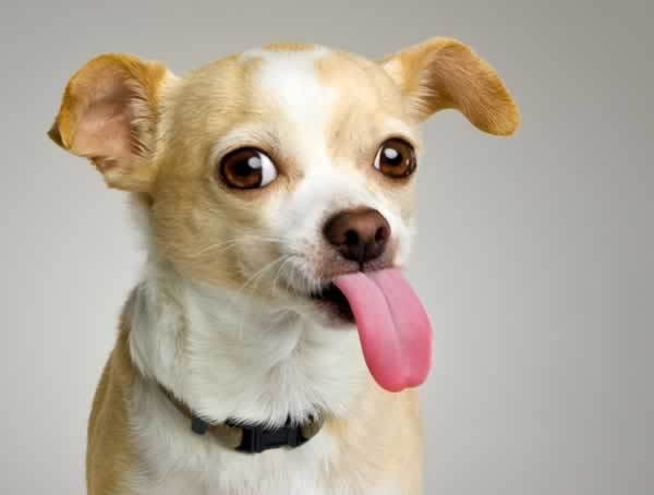 Cute-Dog-Tongue-Out-Post-for-face-lick.jpg