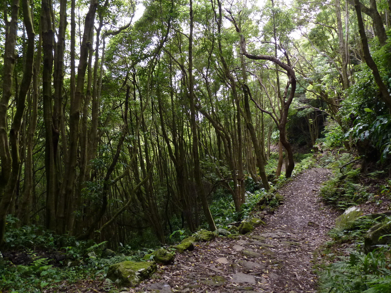 Percurso até ao Poço da Ribeira do Ferreiro - Il Percurso até ao Poço da Ribeira do Ferreiro - Il