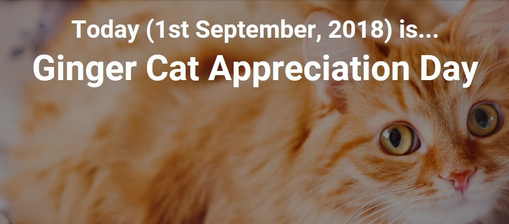 gingercatappreciationday.jpg