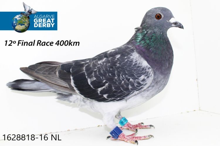 NL-1628818.jpg