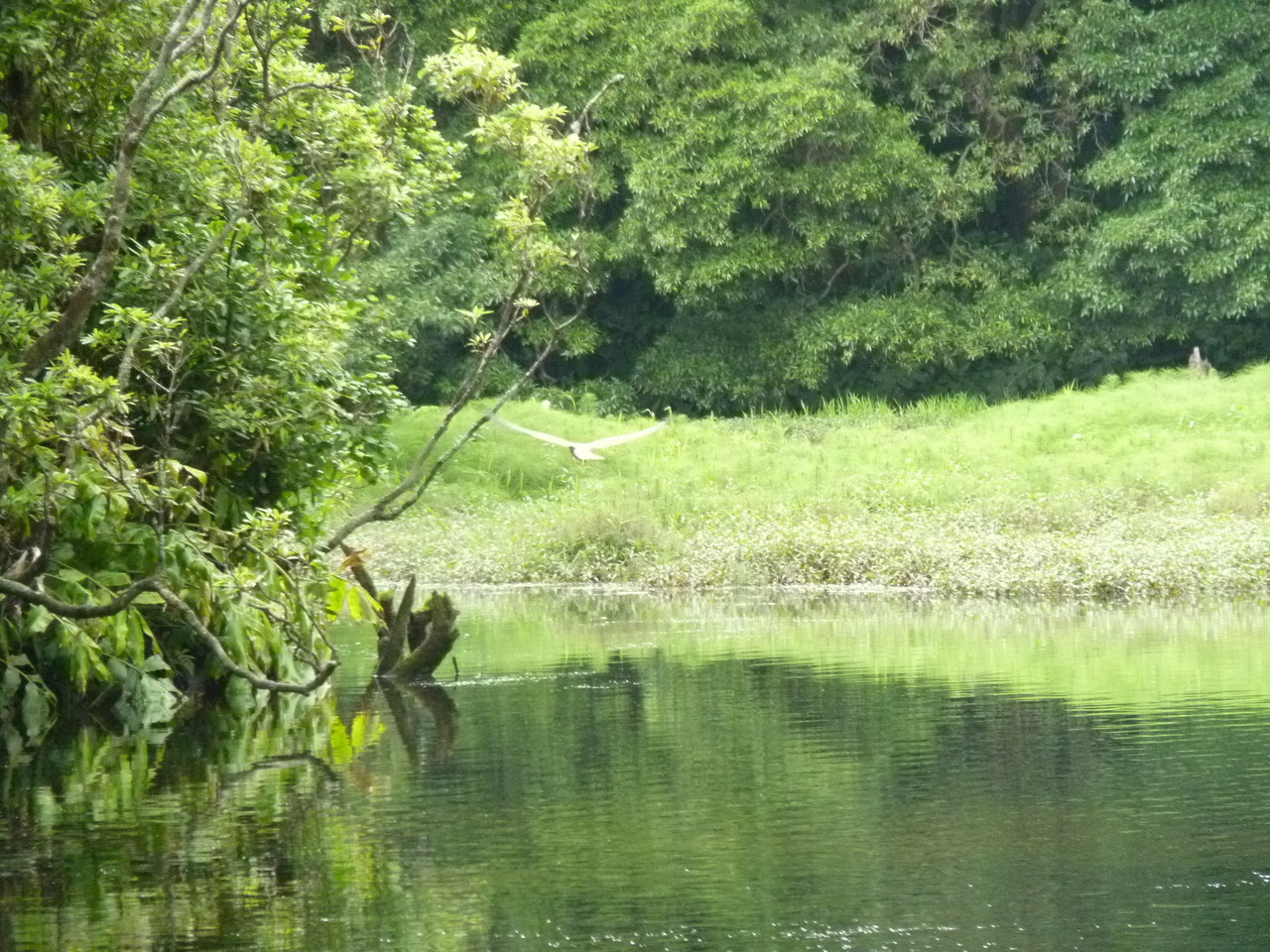 Poço da Ribeira do Ferreiro - Ilha das Flores - A Poço da Ribeira do Ferreiro - Ilha das Flores - A