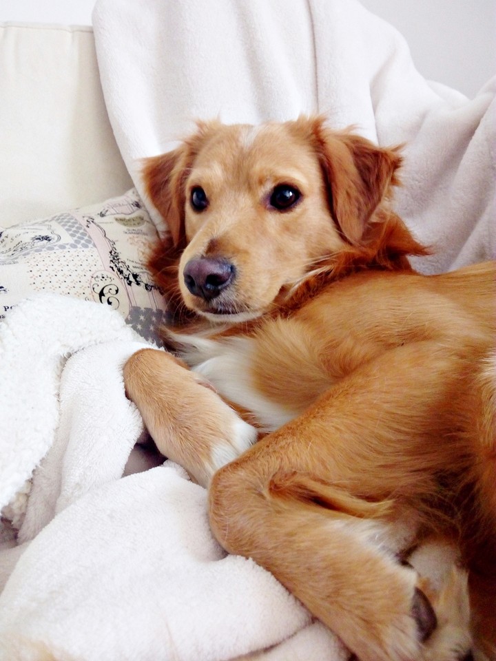 Pipo sofa1.jpg