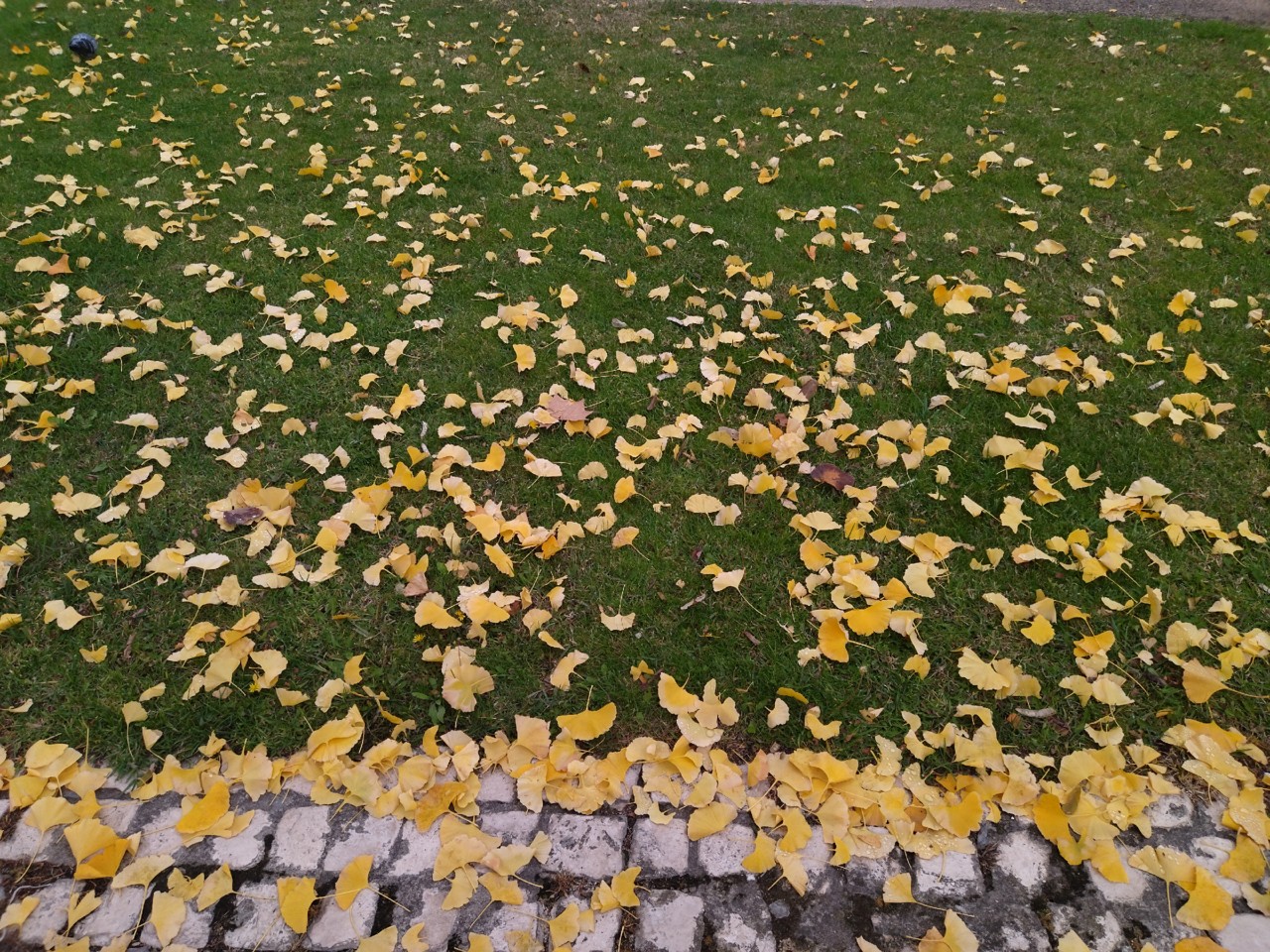 IMG_20211205_112926.jpg