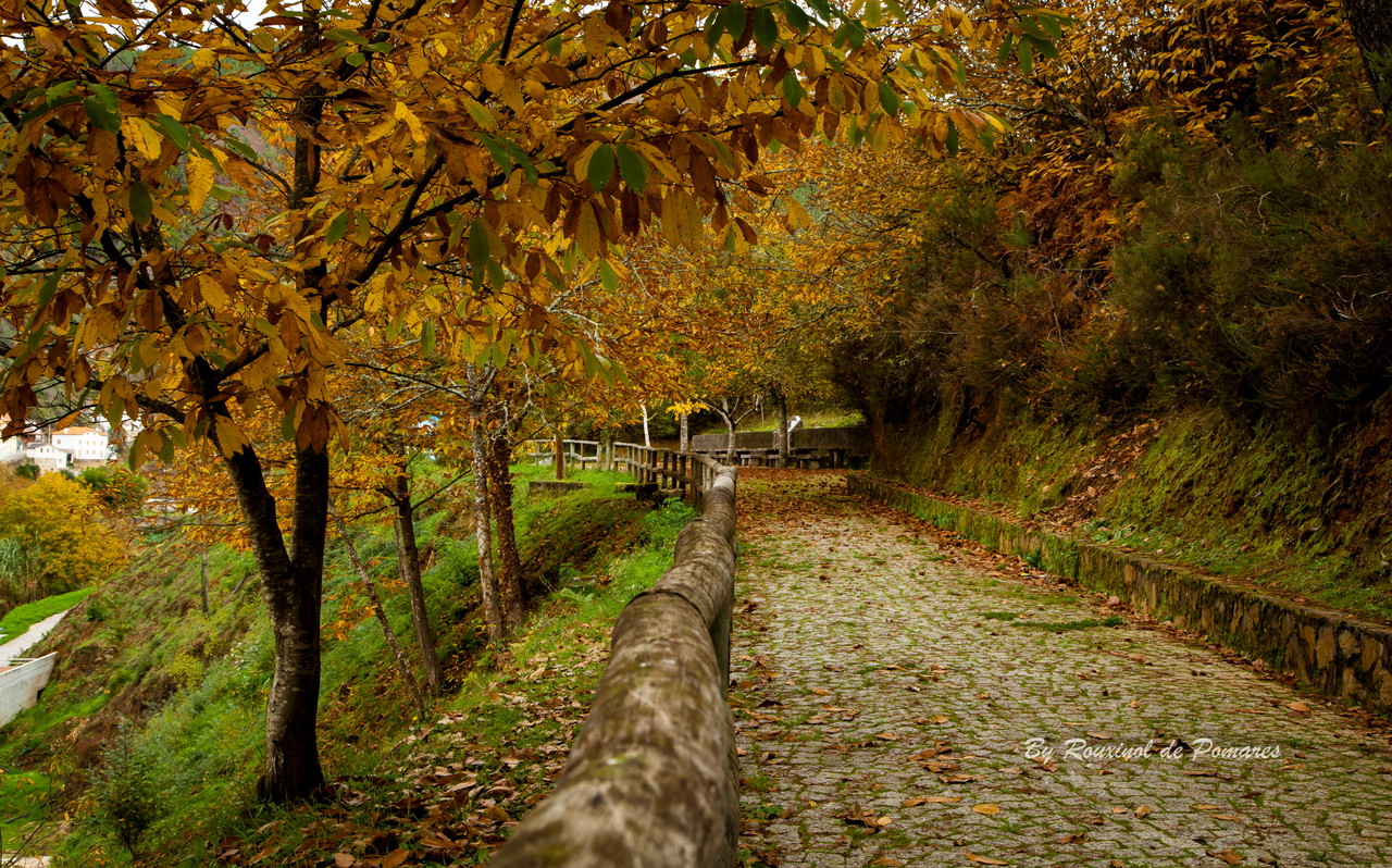 Outono em Pomares (6).JPG