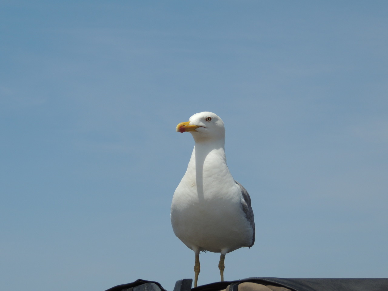 DSCN6879.JPG