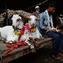 Vendedor de cabras em Nova Deli, Índia 