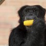 Zoológico do Rio - Devido ao forte calpr macaco g