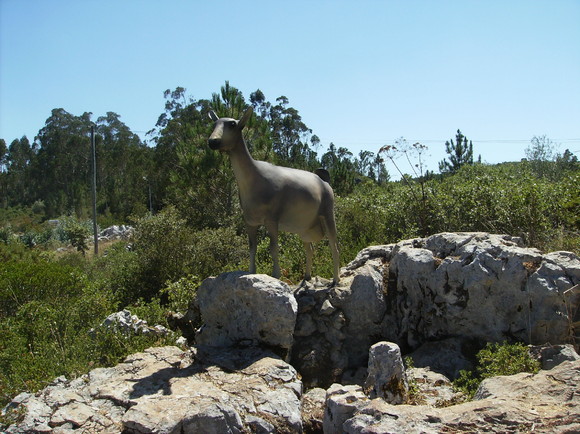 Pia do Urso - Batalha (12)