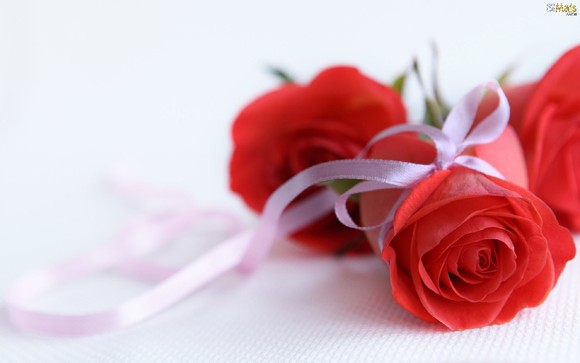 lindas-rosas-vermelhas-wallpaper.jpg
