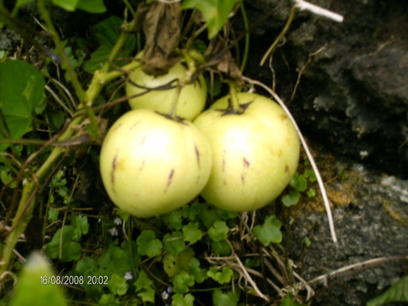 HPIM0711.JPG