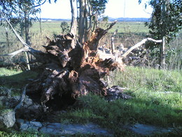 Árvore derrubada ao chão pela raiz
