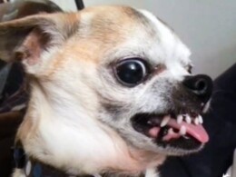 20231231092032porque_os_caes__chiawa_sueo_tueo_agr