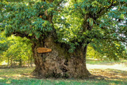 Castanheiro de Vales.jpg Castanheiro de Vales.jpg