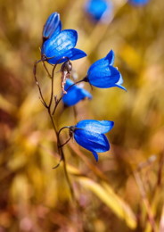 round-leaved-bellflower.jpg
