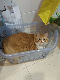 Gato_cesto.jpg