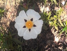 IMG_20170401_105158_1CS.jpg