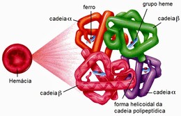 hemoglobina myweb uga edu leg.jpg