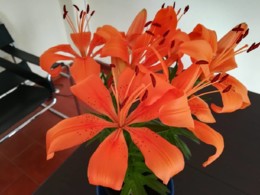 37672617_10212866529114371_2214750171659501568_n.j