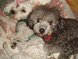 Falkor e Grisa Junho 08.JPG