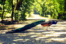 SAM_2638_edited_edited.jpg