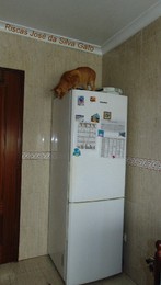 gatofrigorifico.JPG gatofrigorifico.JPG