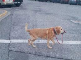 Cão conduzindo a si próprio Cão conduzindo a si próprio