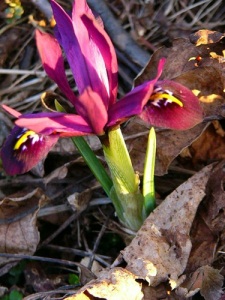 Iris reticulata