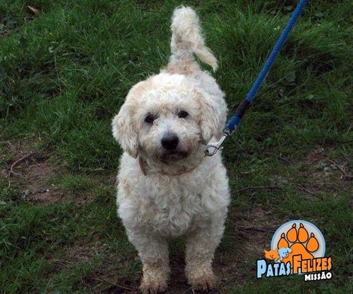 Animais Abandonados para Adopção. Adopte-me. Cães e Gatos